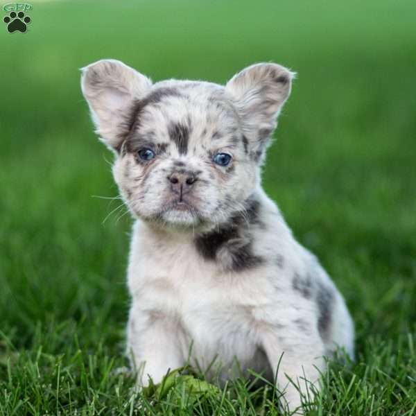 Mel, French Bulldog Puppy